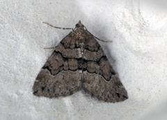 Chestnut-coloured Carpet (Thera cognata)