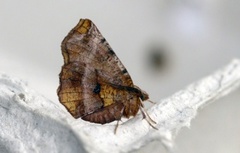 Blek månemåler (Selenia dentaria)