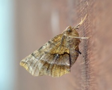 Blek månemåler (Selenia dentaria)