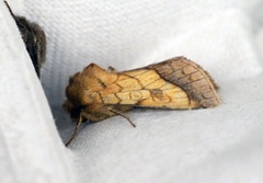 Gullfagerfly (Pyrrhia umbra)