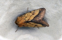 Gullfagerfly (Pyrrhia umbra)