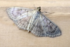 Mother of Pearl (Patania ruralis)