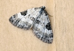 Pretty Pinion (Perizoma blandiata)
