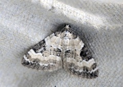 Pretty Pinion (Perizoma blandiata)