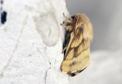 Båndringspinner (Malacosoma castrensis)