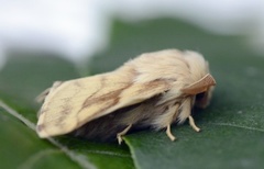 Båndringspinner (Malacosoma castrensis)