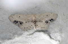 Flekkengmåler (Idaea dimidiata)