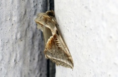 Buff Arches (Habrosyne pyritoides)