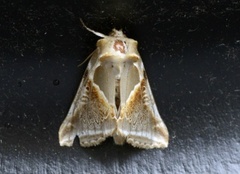 Buff Arches (Habrosyne pyritoides)