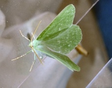 Large Emerald (Geometra papilionaria)