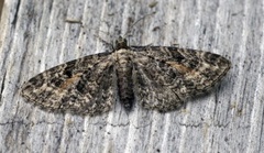 Rustdvergmåler (Eupithecia icterata)