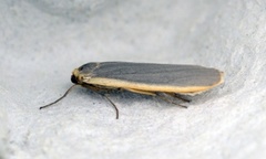 Common Footman (Eilema lurideola)
