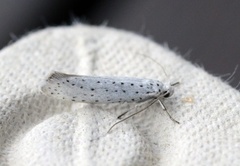 Bird-cherry Ermine (Yponomeuta evonymella)