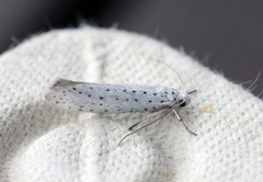 Heggspinnmøll (Yponomeuta evonymella)