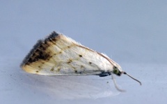 Gul kålmott (Evergestis extimalis)