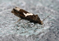 Burotstengelvikler (Epiblema foenella)