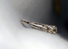 Chequered Grass-veneer (Catoptria falsella)