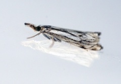 Chequered Grass-veneer (Catoptria falsella)