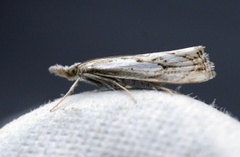 Chequered Grass-veneer (Catoptria falsella)