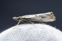 Klippenebbmott (Catoptria falsella)