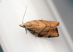Chequered Fruit-tree Tortrix (Pandemis corylana)