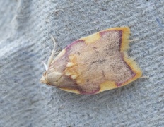 Long-horned Flat-body (Carcina quercana)