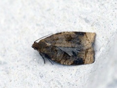 Rose Tortrix (Archips rosana)