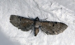 Brun dvergmåler (Eupithecia absinthiata)