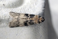 Askesmalmott (Euzophera pinguis)