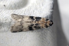 Ash-bark Knot-horn (Euzophera pinguis)