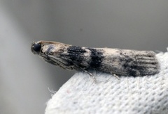 Ash-bark Knot-horn (Euzophera pinguis)