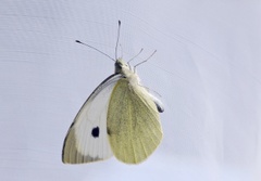 Large White (Pieris brassicae)
