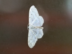 Randengmåler (Idaea biselata)