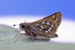 Kommasmyger (Hesperia comma)