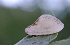 Slåpetornsigdvinge (Cilix glaucata)