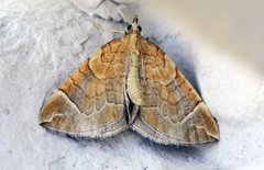The Chevron (Eulithis testata)