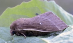 Kløverspinner (Lasiocampa trifolii)