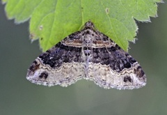 Red Twin-spot Carpet (Xanthorhoe spadicearia)