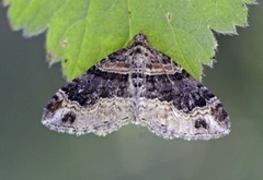 Rosa båndmåler (Xanthorhoe spadicearia)