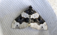 Purple Bar (Cosmorhoe ocellata)