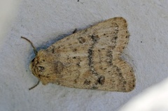 Mottled Rustic (Caradrina morpheus)