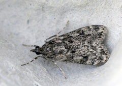 Ground-moss Grey (Eudonia truncicolella)