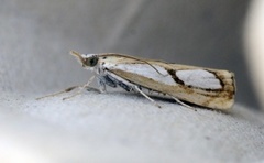 Toflekket nebbmott (Catoptria pinella)