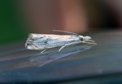 Chequered Grass-veneer (Catoptria falsella)