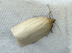 Timothy Tortrix (Zelotherses paleana)