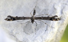 Svinerotfjærmøll (Amblyptilia punctidactyla)