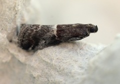 Slåpetornsmalmott (Acrobasis marmorea)