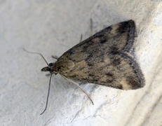 Grobladengmott (Pyrausta despicata)