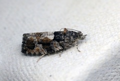 Thyme Marble (Celypha cespitana)