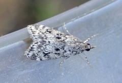 Ground-moss Grey (Eudonia truncicolella)